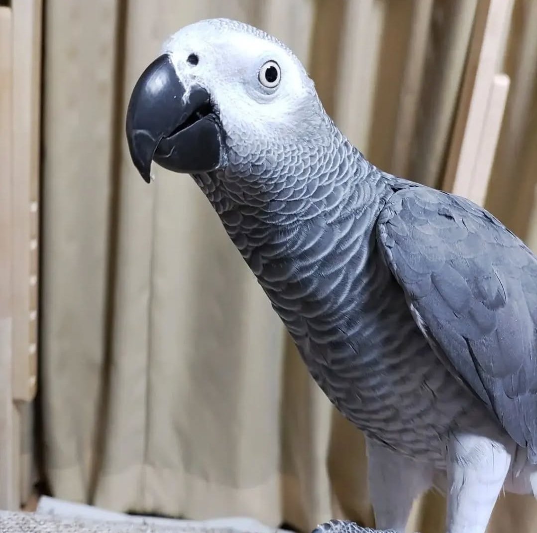 whatsapp image 2025 12 31 at 2.39.01 pm (1)