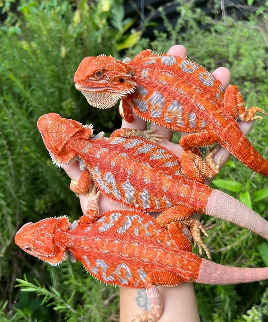 Exotisches Haustier zu verkaufen