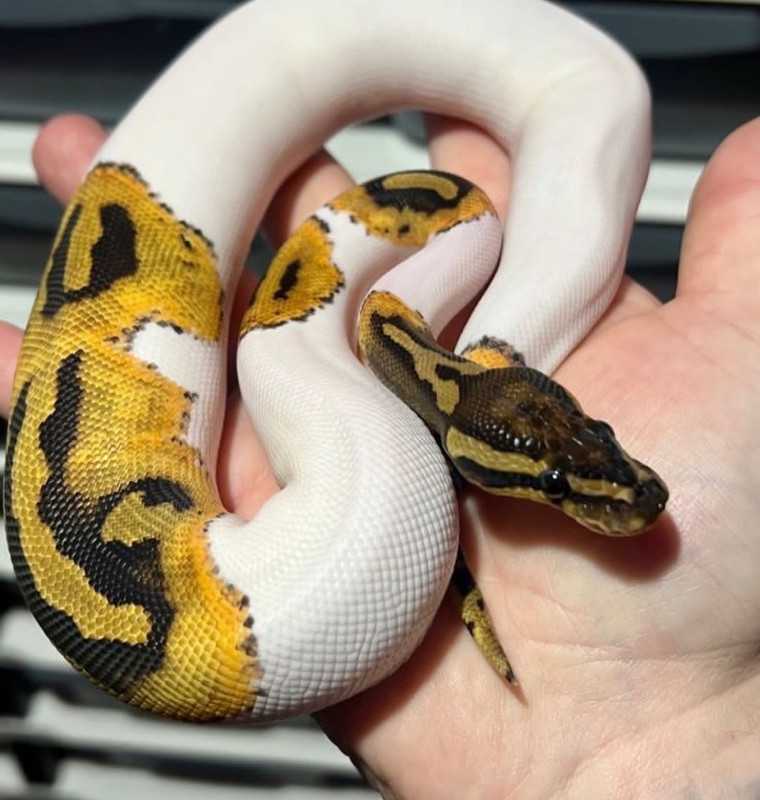 whatsapp image 2025 12 31 at 2.39.07 pm