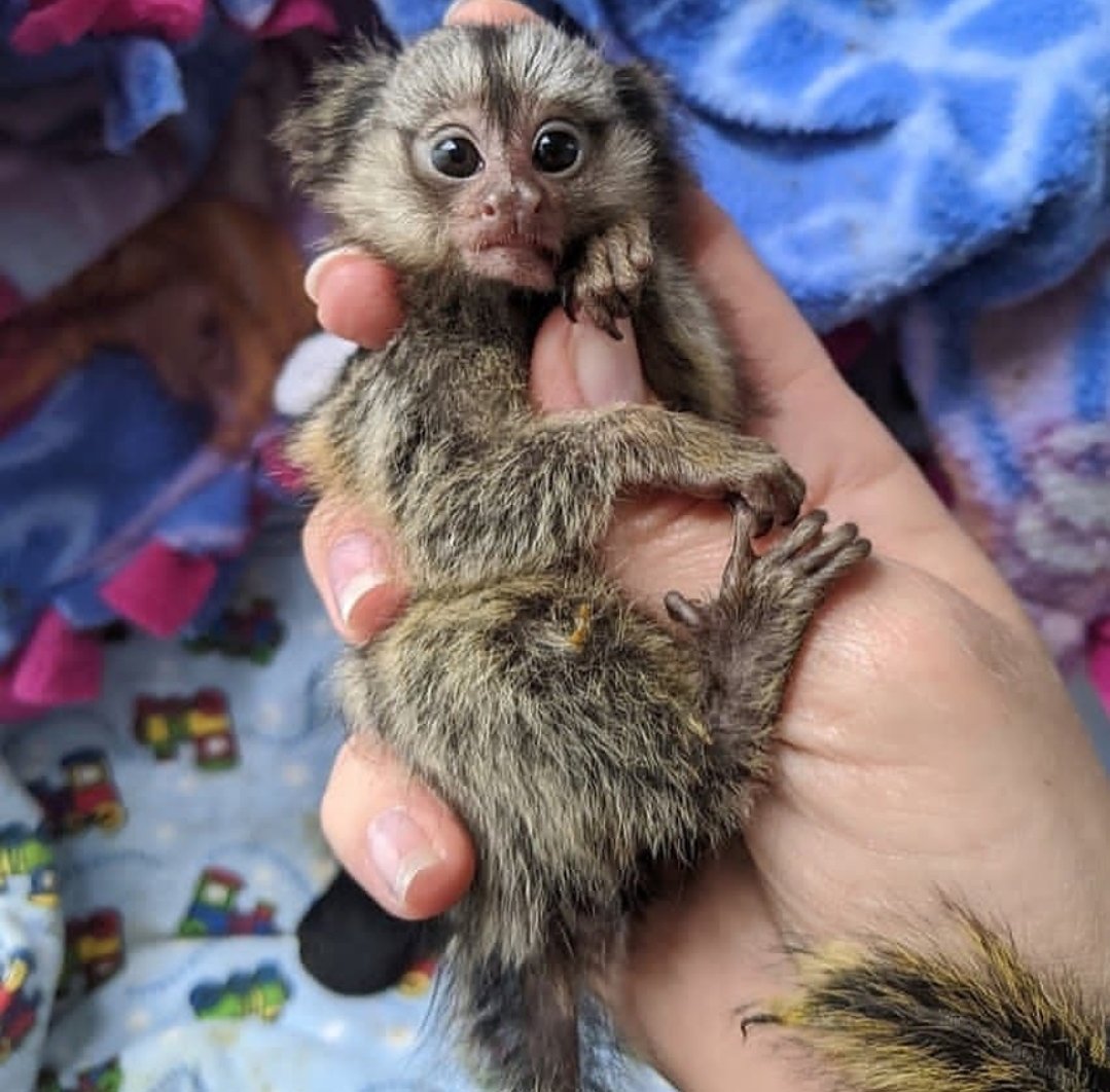 Exotisches Haustier zu verkaufen