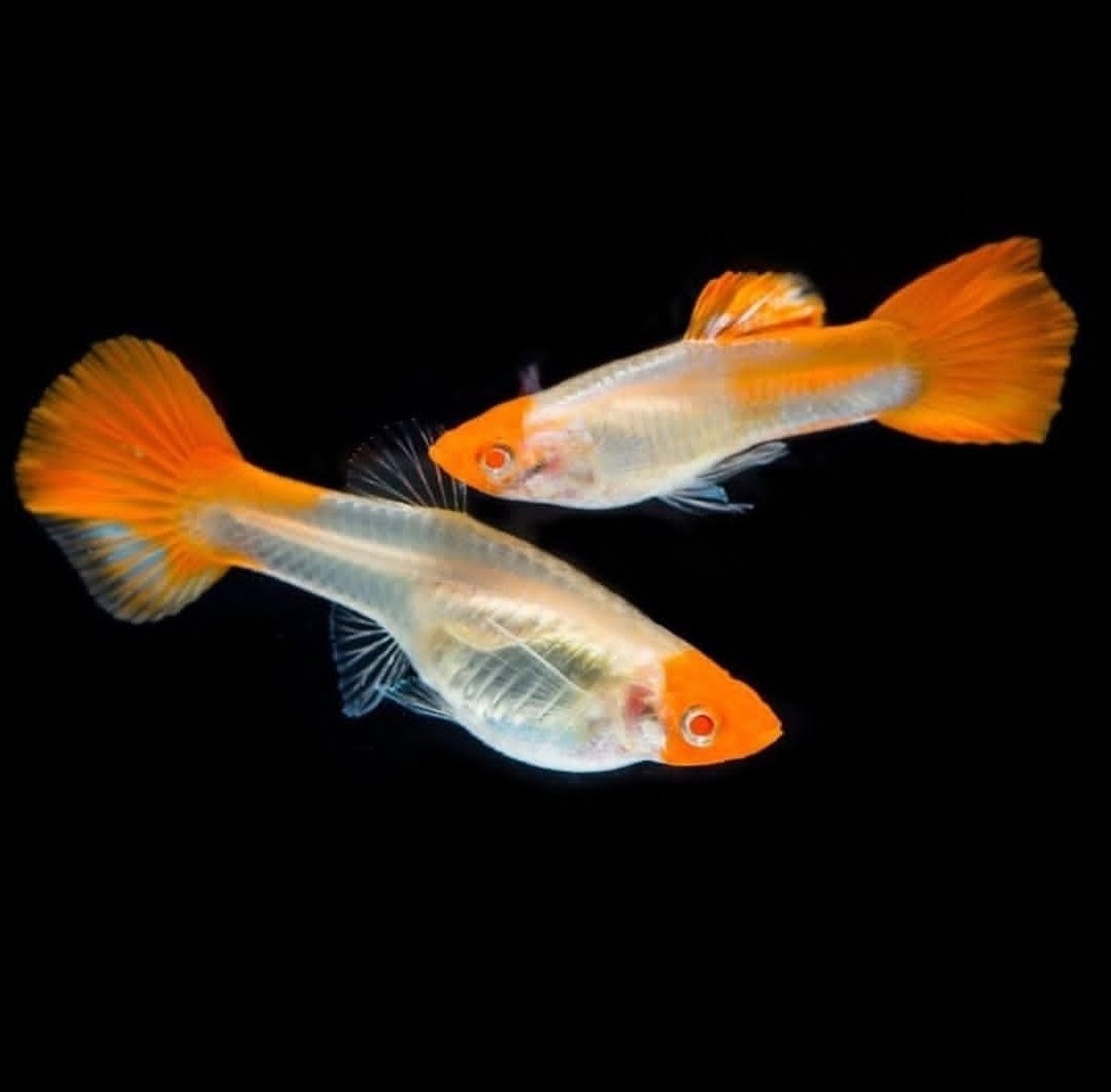 whatsapp image 2025 12 31 at 2.39.10 pm