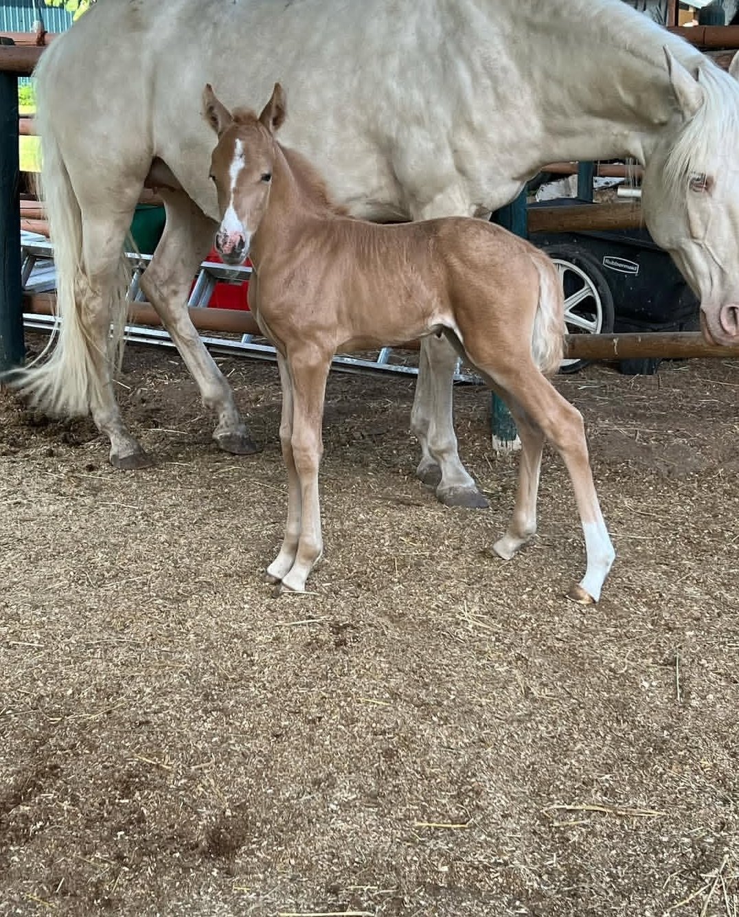 Exotisches Haustier zu verkaufen