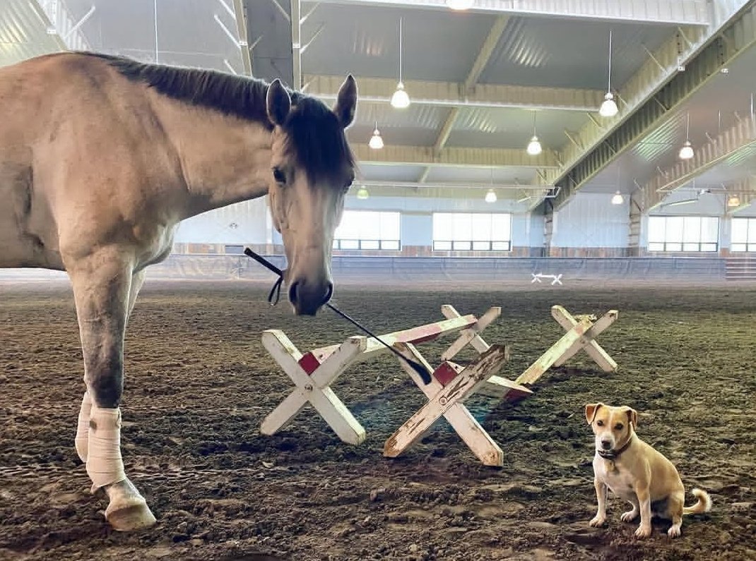 Exotisches Haustier zu verkaufen
