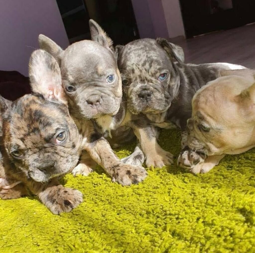 whatsapp image 2025 12 31 at 2.39.15 pm (1)