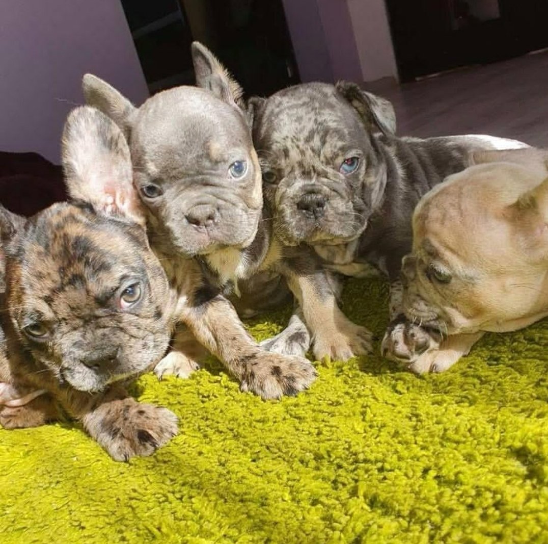 whatsapp image 2025 12 31 at 2.39.15 pm (1)