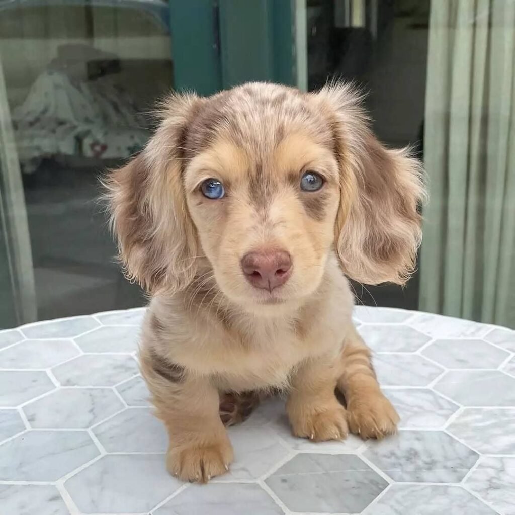 Dackelwelpen zu verkaufen