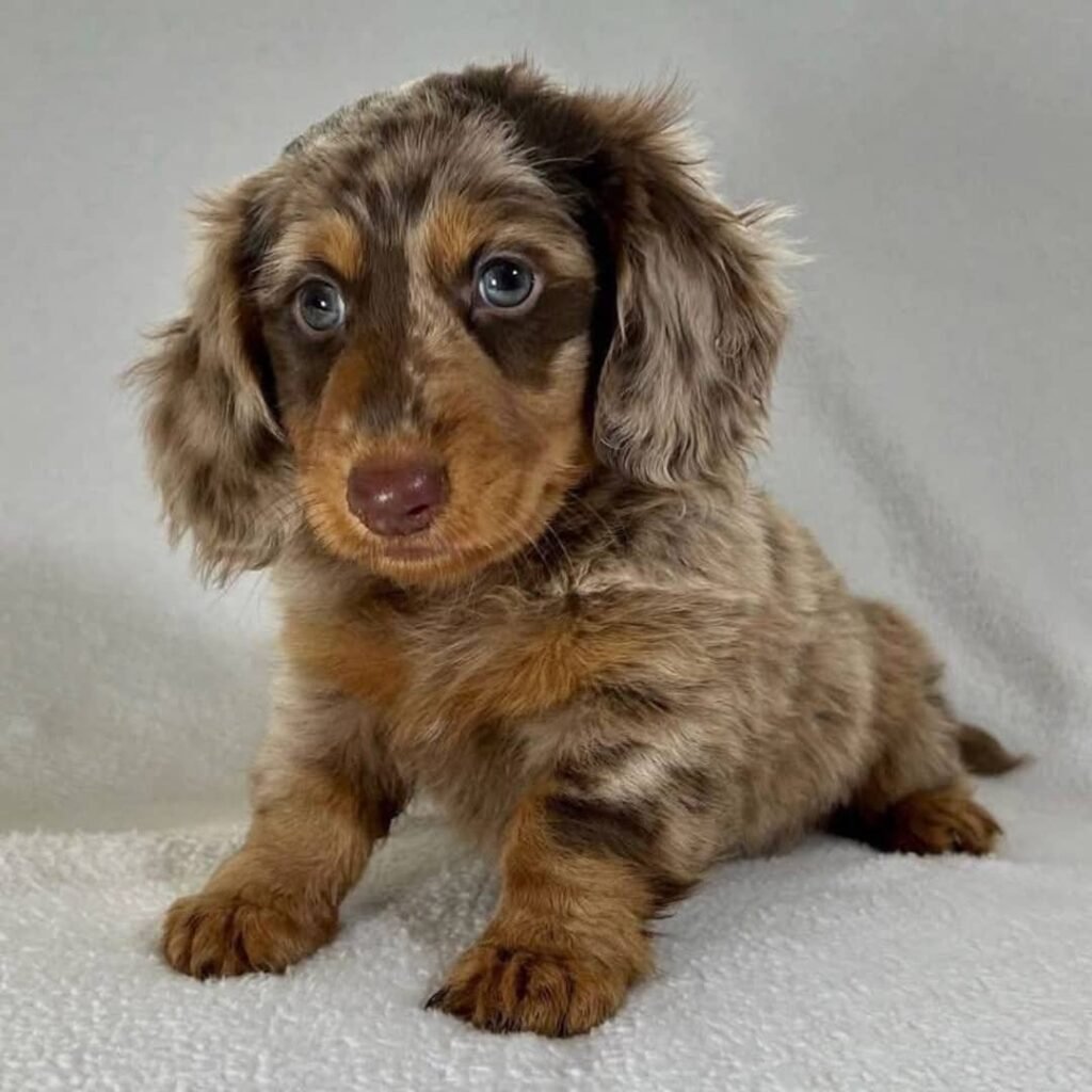 Dackelwelpen zu verkaufen