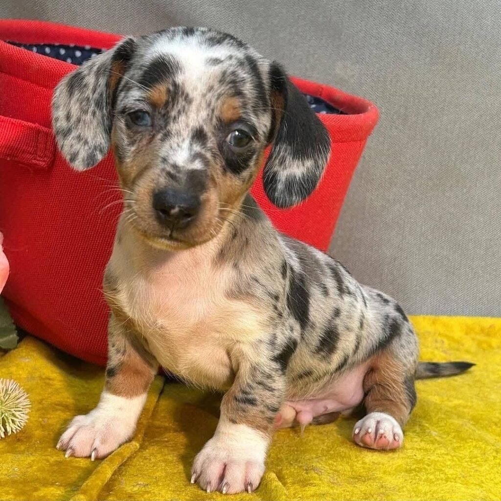 Dackelwelpen zu verkaufen