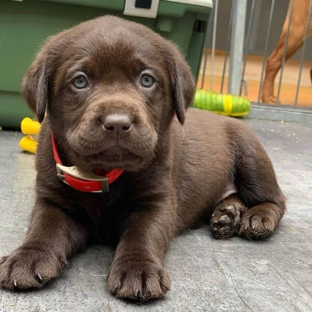 Labrador Retriever Welpen zu verkaufen