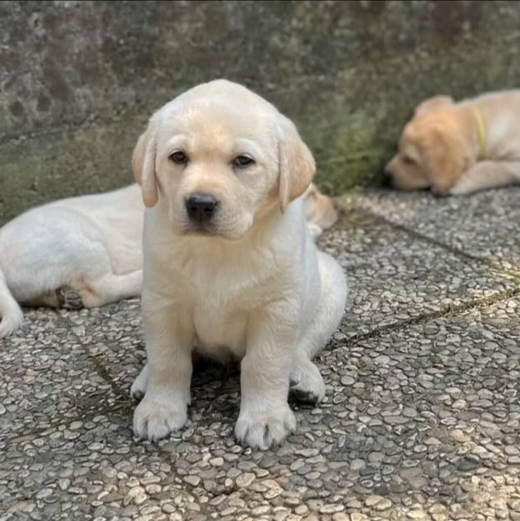 Labrador Retriever Welpen zu verkaufen