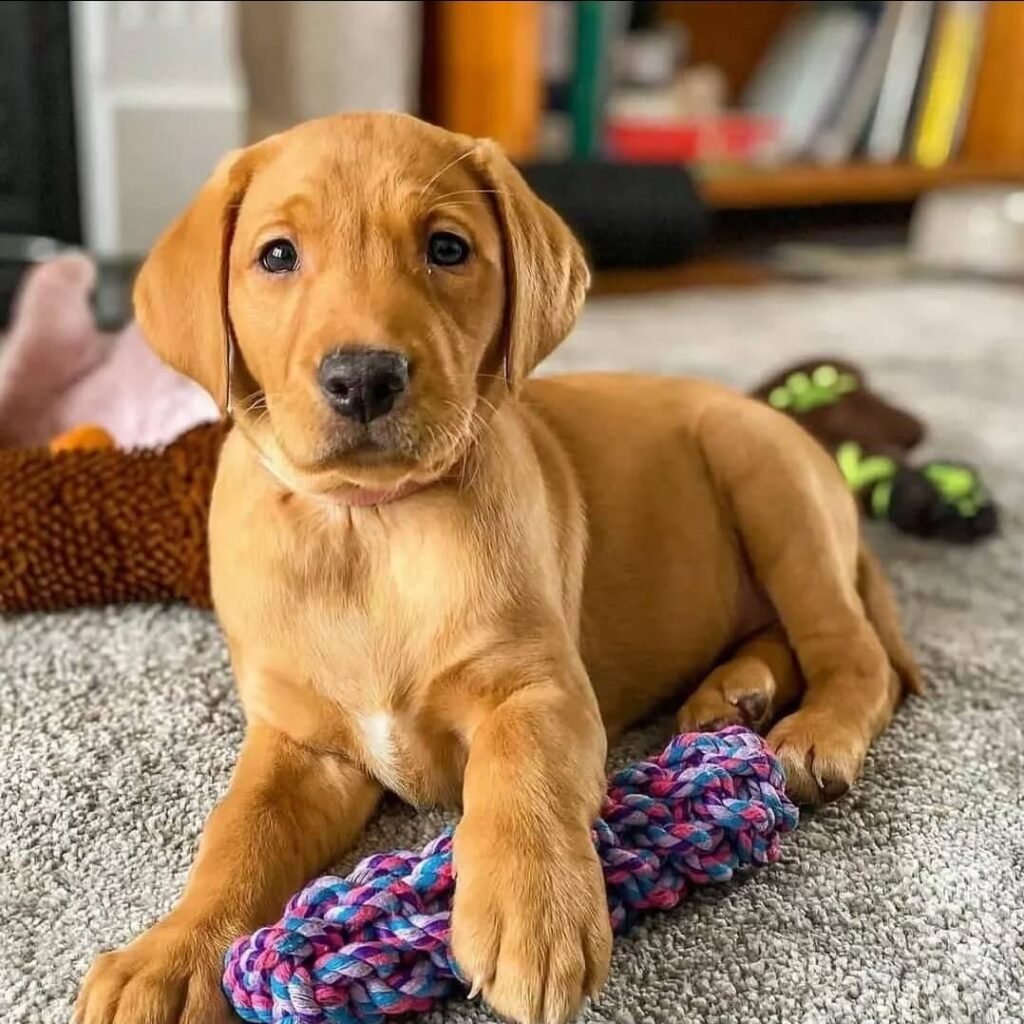 Labrador Retriever Welpen zu verkaufen