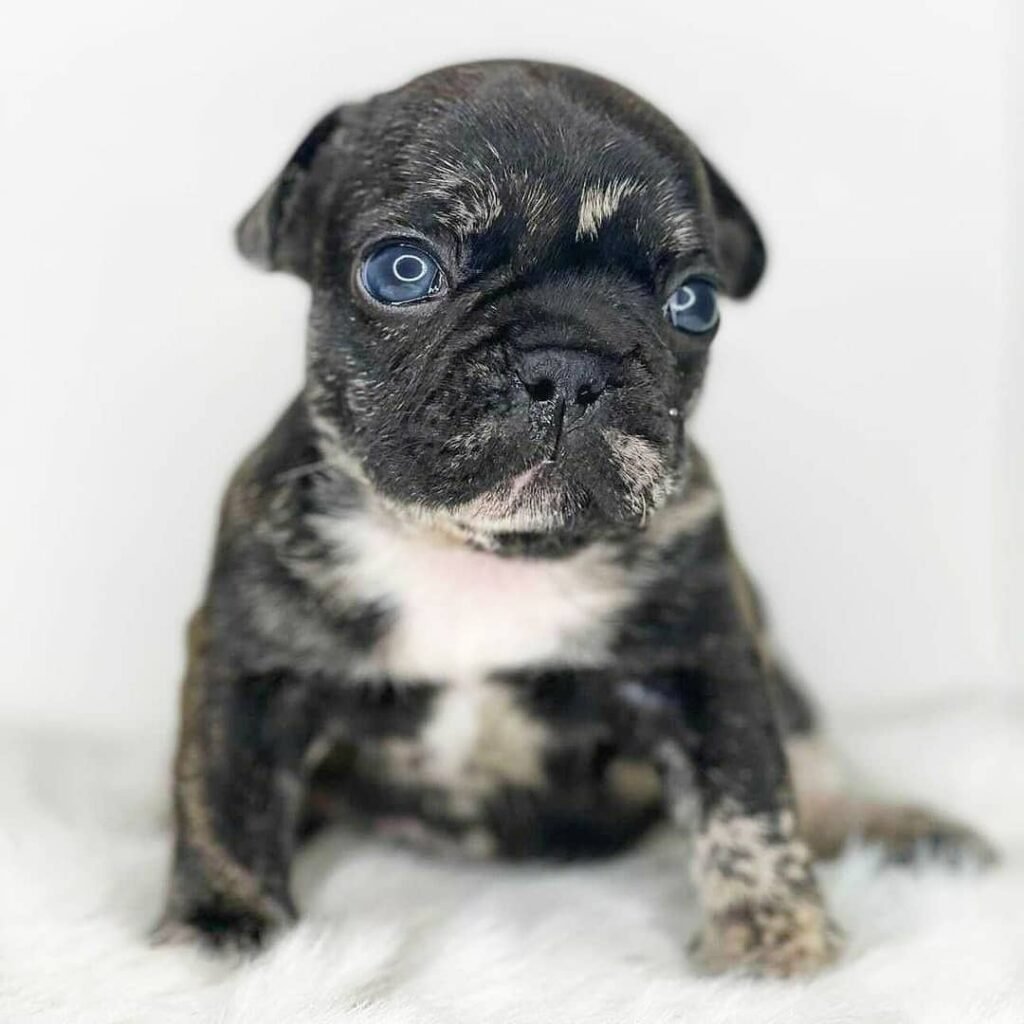 Französische Bulldogge Welpen zu verkaufen