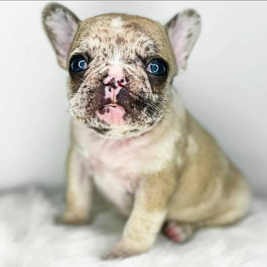 Französische Bulldogge Welpen zu verkaufen