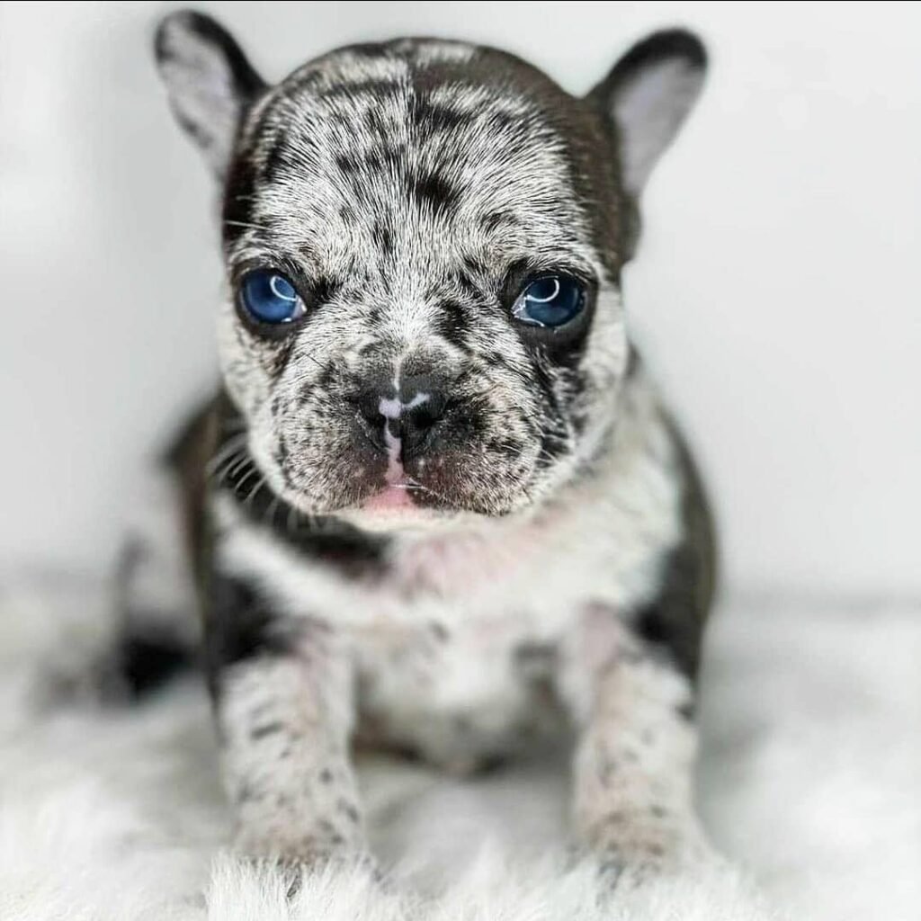 Französische Bulldogge Welpen zu verkaufen
