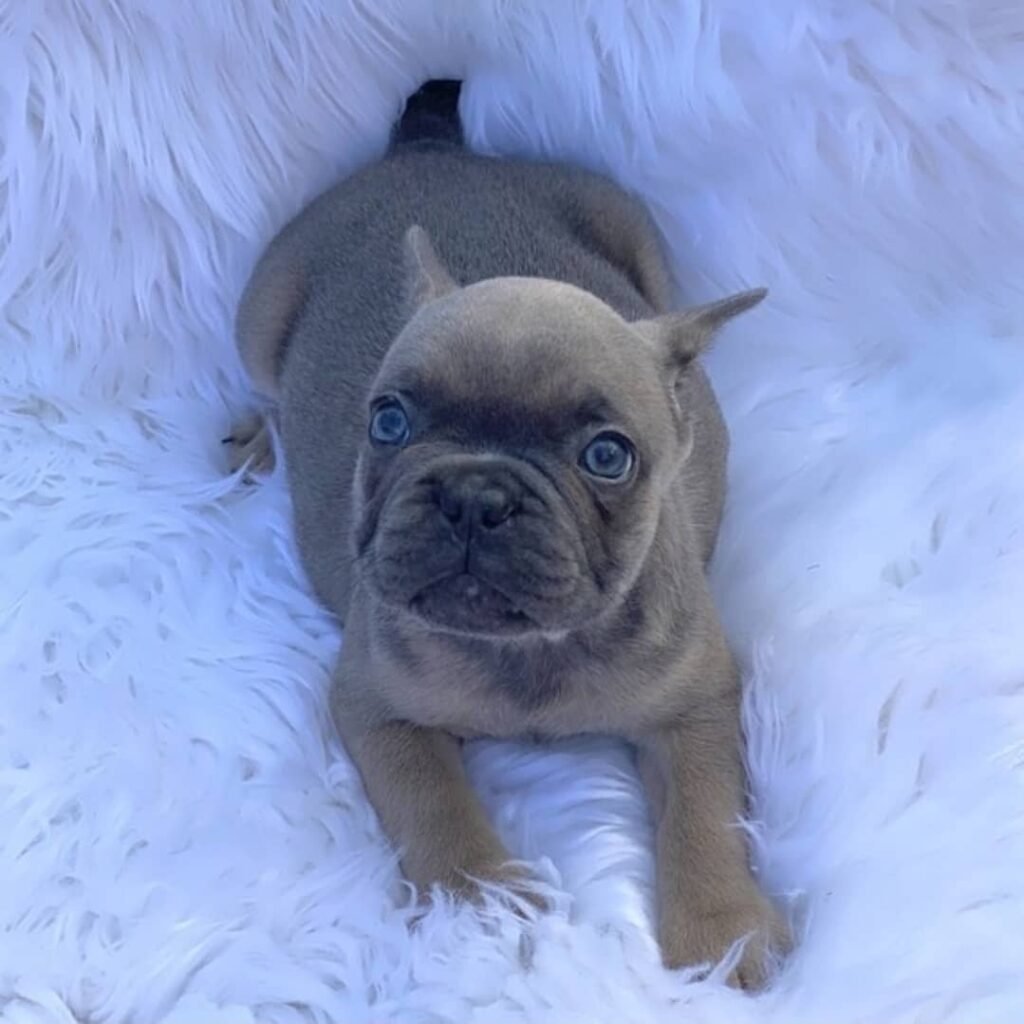 Französische Bulldogge Welpen zu verkaufen