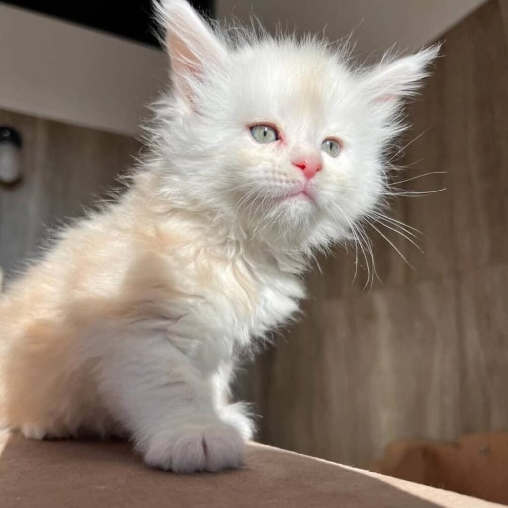 Maine-Coon-Kätzchenwelpen zu verkaufen