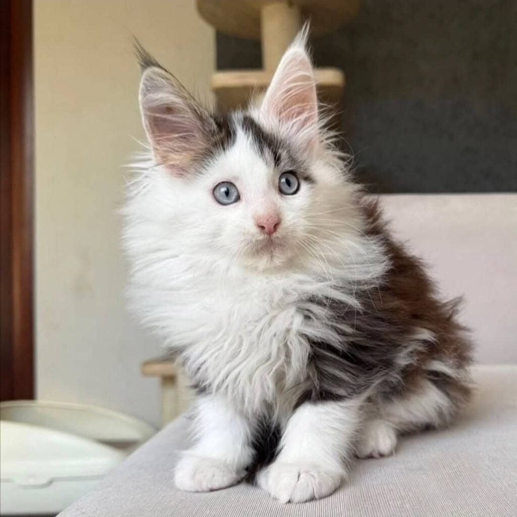 Maine-Coon-Kätzchenwelpen zu verkaufen