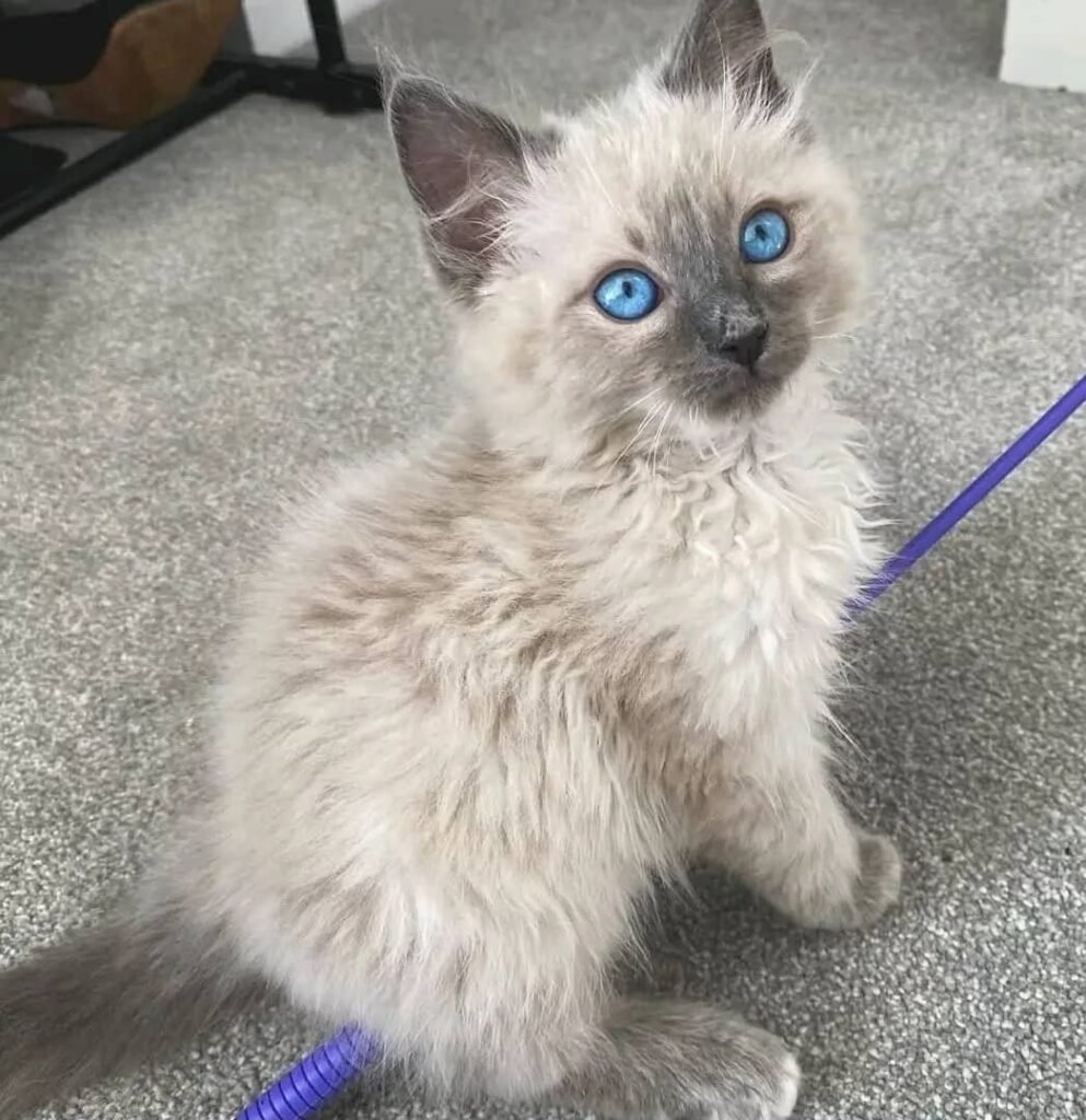 Maine-Coon-Kätzchenwelpen zu verkaufen