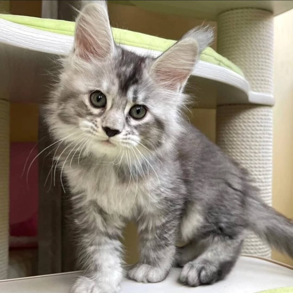 whatsapp image 2026 01 04 at 7.38.30 pm