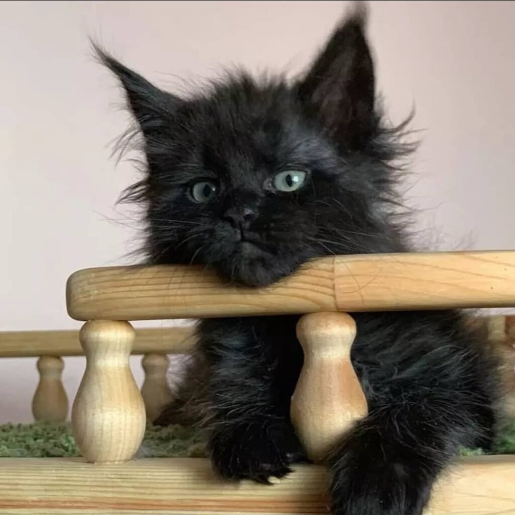 Maine-Coon-Kätzchenwelpen zu verkaufen