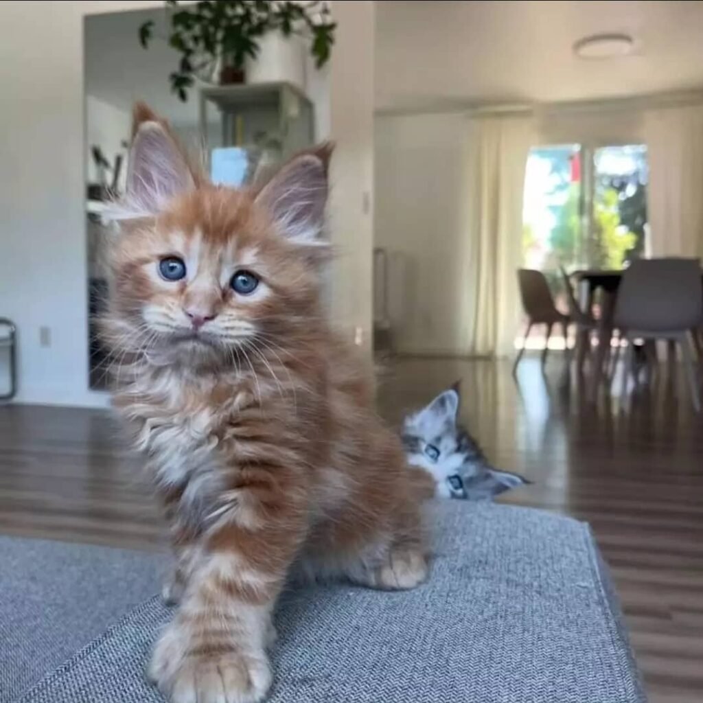 whatsapp image 2026 01 04 at 7.38.31 pm