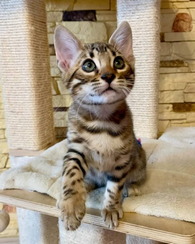 Bengal Kätzchen zu verkaufen