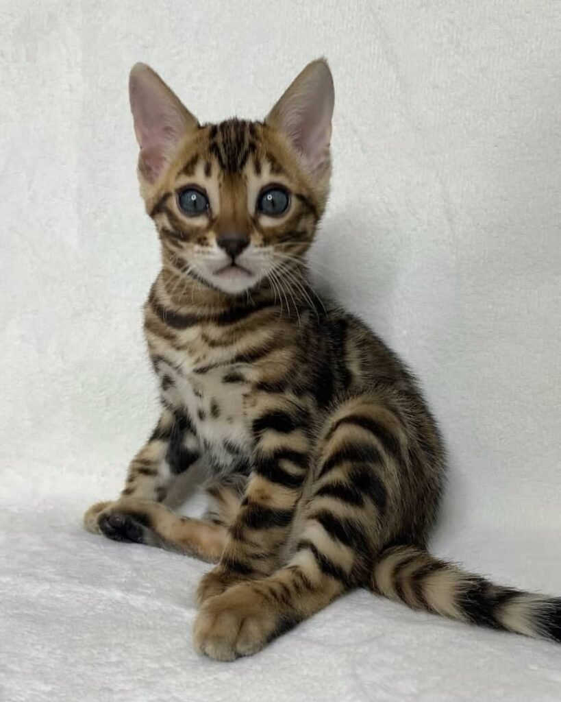 Bengal Kätzchen zu verkaufen