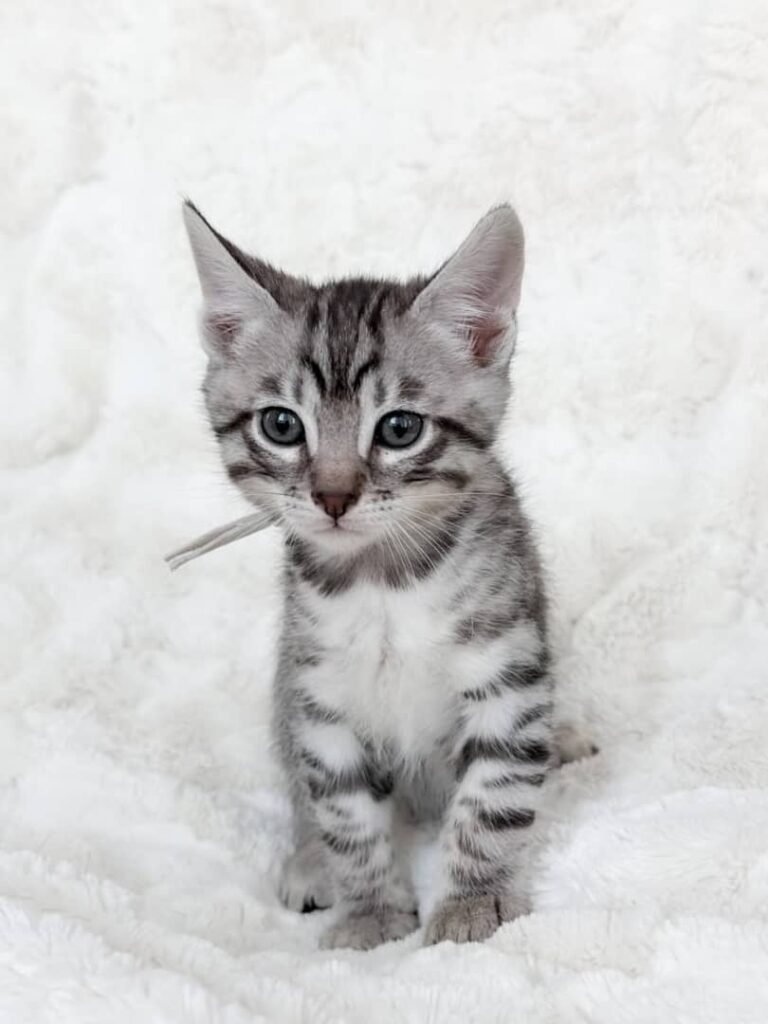 Bengal Kätzchen zu verkaufen