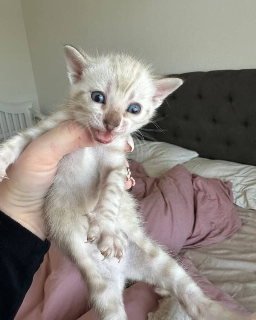 Bengal Kätzchen zu verkaufen