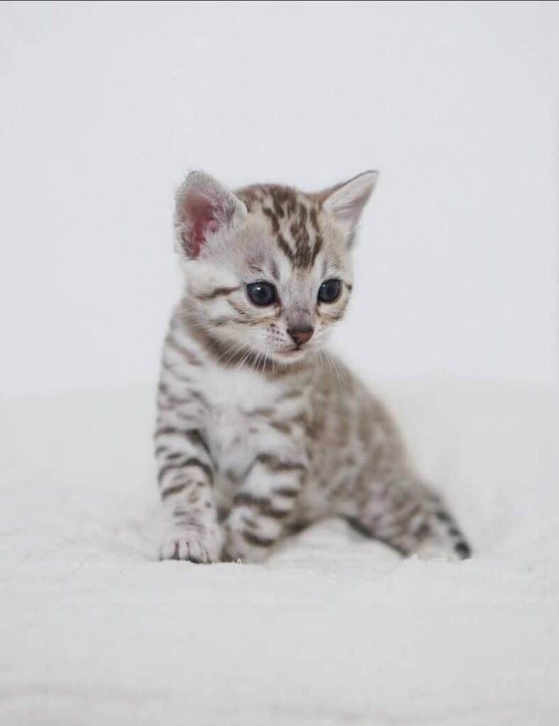 Bengal Kätzchen zu verkaufen