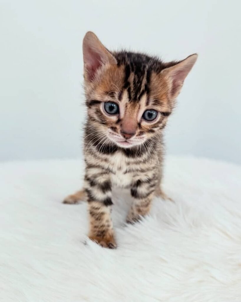 whatsapp image 2026 01 04 at 7.38.34 pm