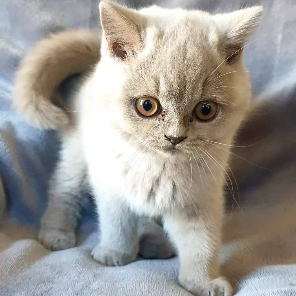 Britisch Kurzhaar-Kätzchen zu verkaufen