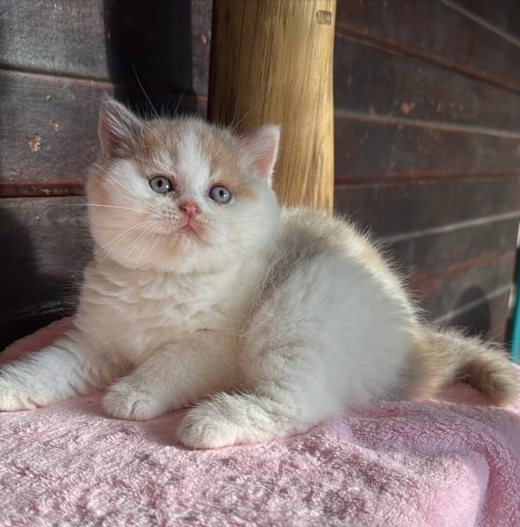 whatsapp image 2026 01 04 at 7.38.36 pm (1)