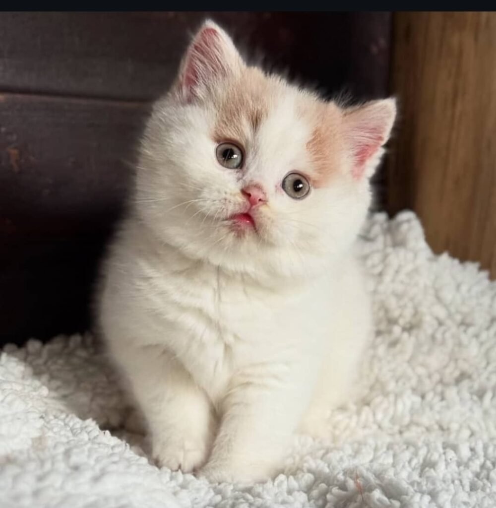 Britisch Kurzhaar-Kätzchen zu verkaufen