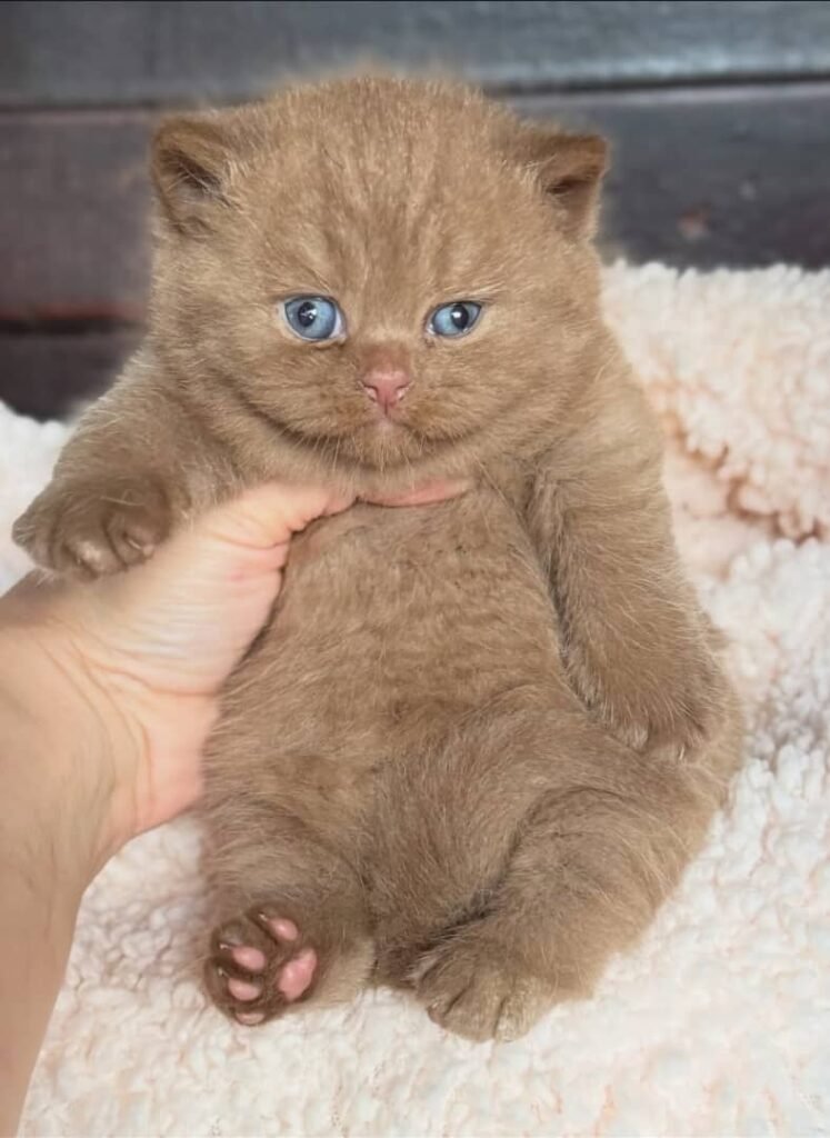 whatsapp image 2026 01 04 at 7.38.36 pm