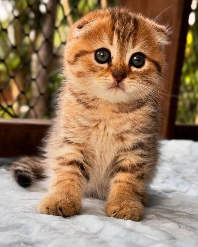 Britisch Kurzhaar-Kätzchen zu verkaufen