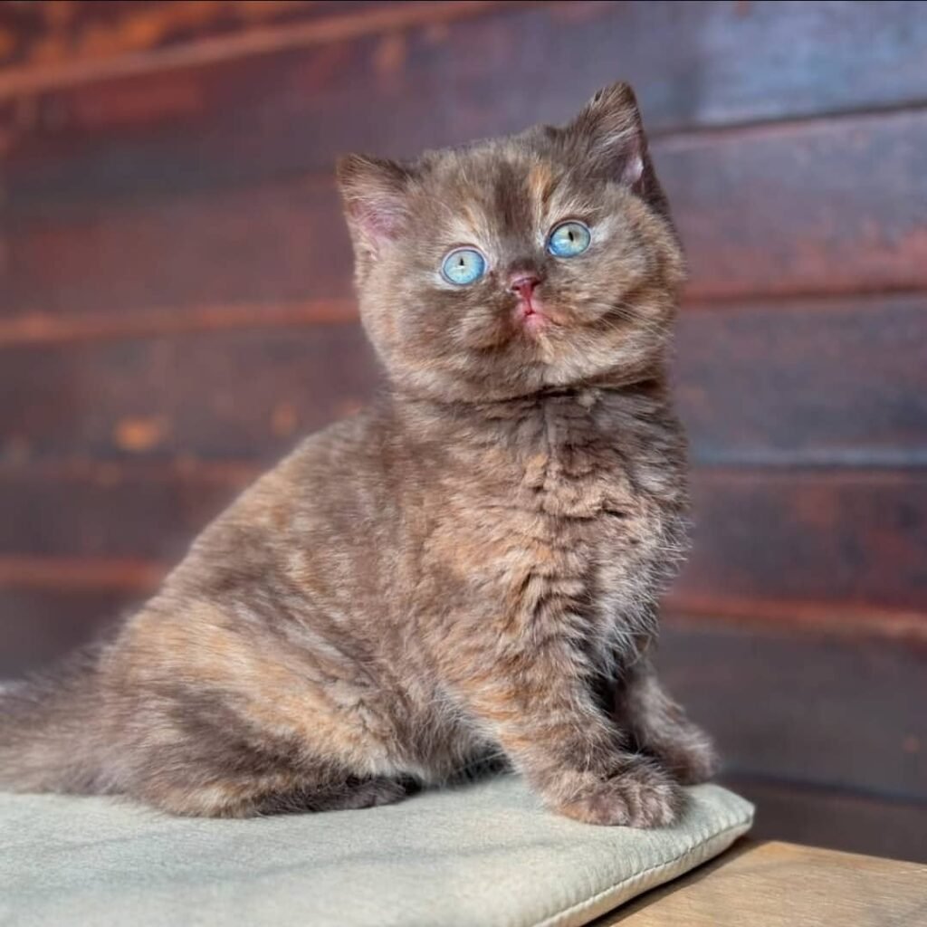 Britisch Kurzhaar-Kätzchen zu verkaufen