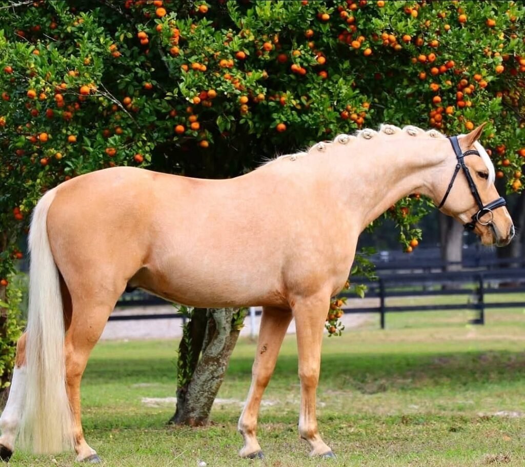 Deutsches Reitpony zu verkaufen