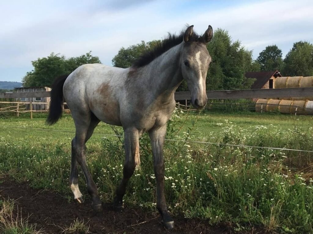 Holsteiner Pferd zu verkaufen