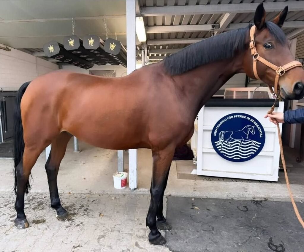 Hannoveraner Pferd zu verkaufen