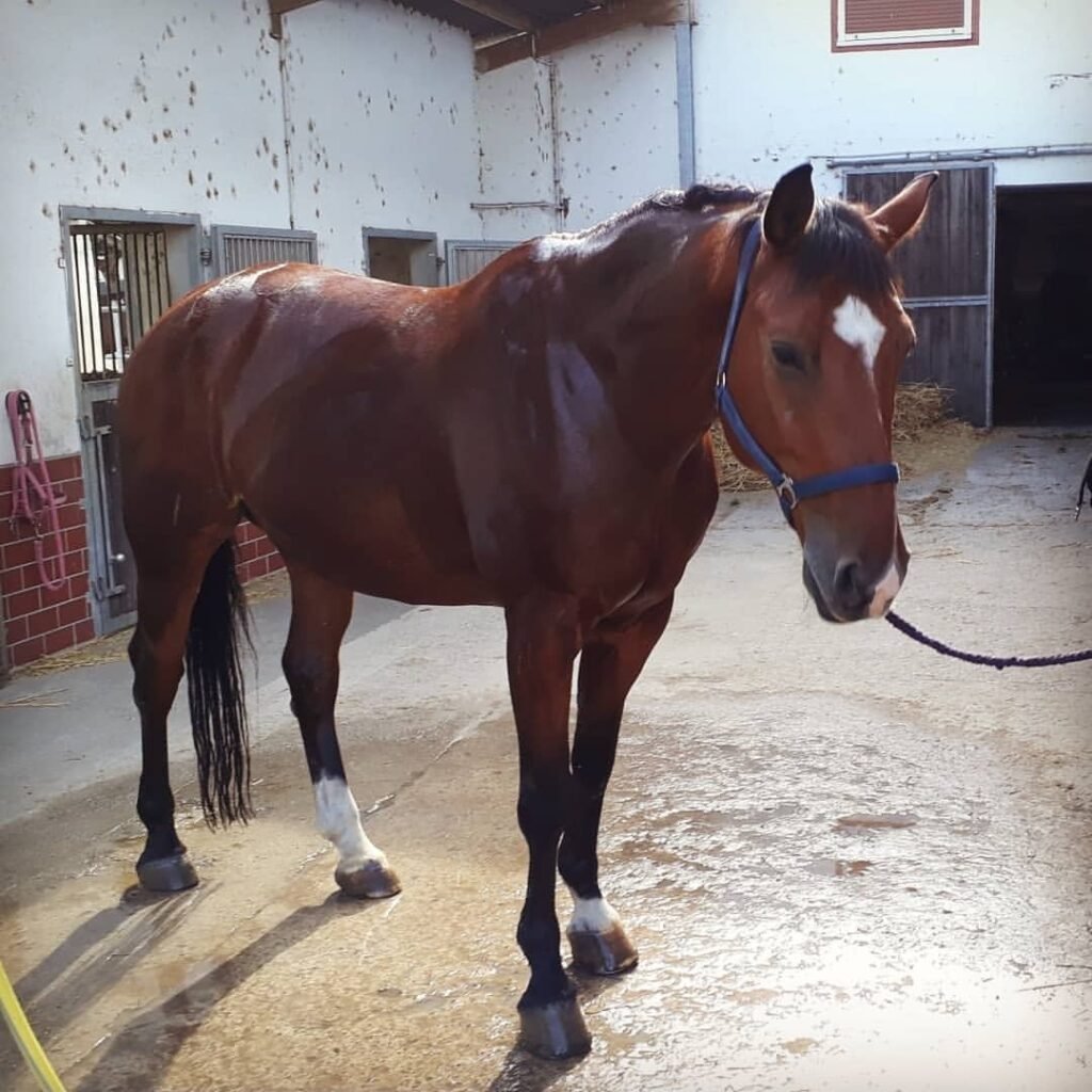 Hannoveraner Pferd zu verkaufen