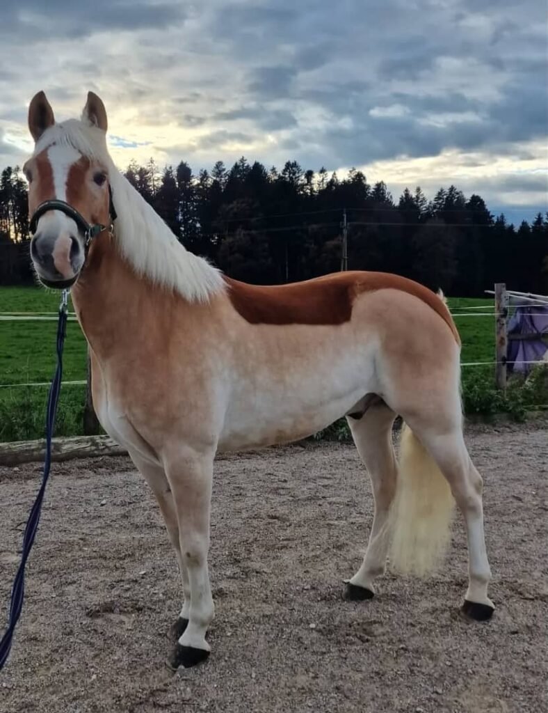 Hannoveraner Pferd zu verkaufen