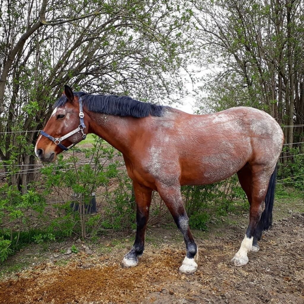 Hannoveraner Pferd zu verkaufen
