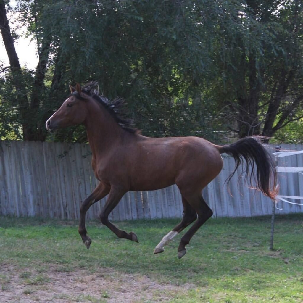 Deutsches Reitpony zu verkaufen