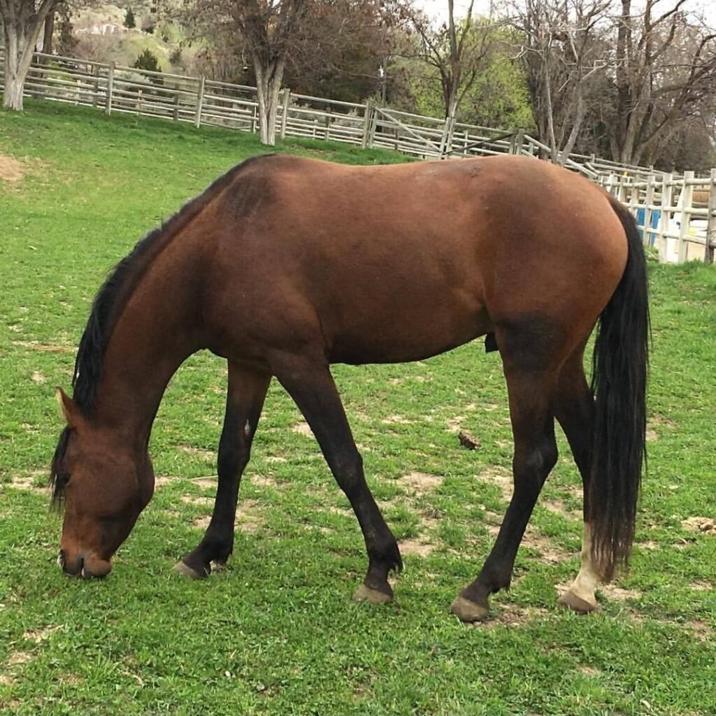Deutsches Reitpony zu verkaufen