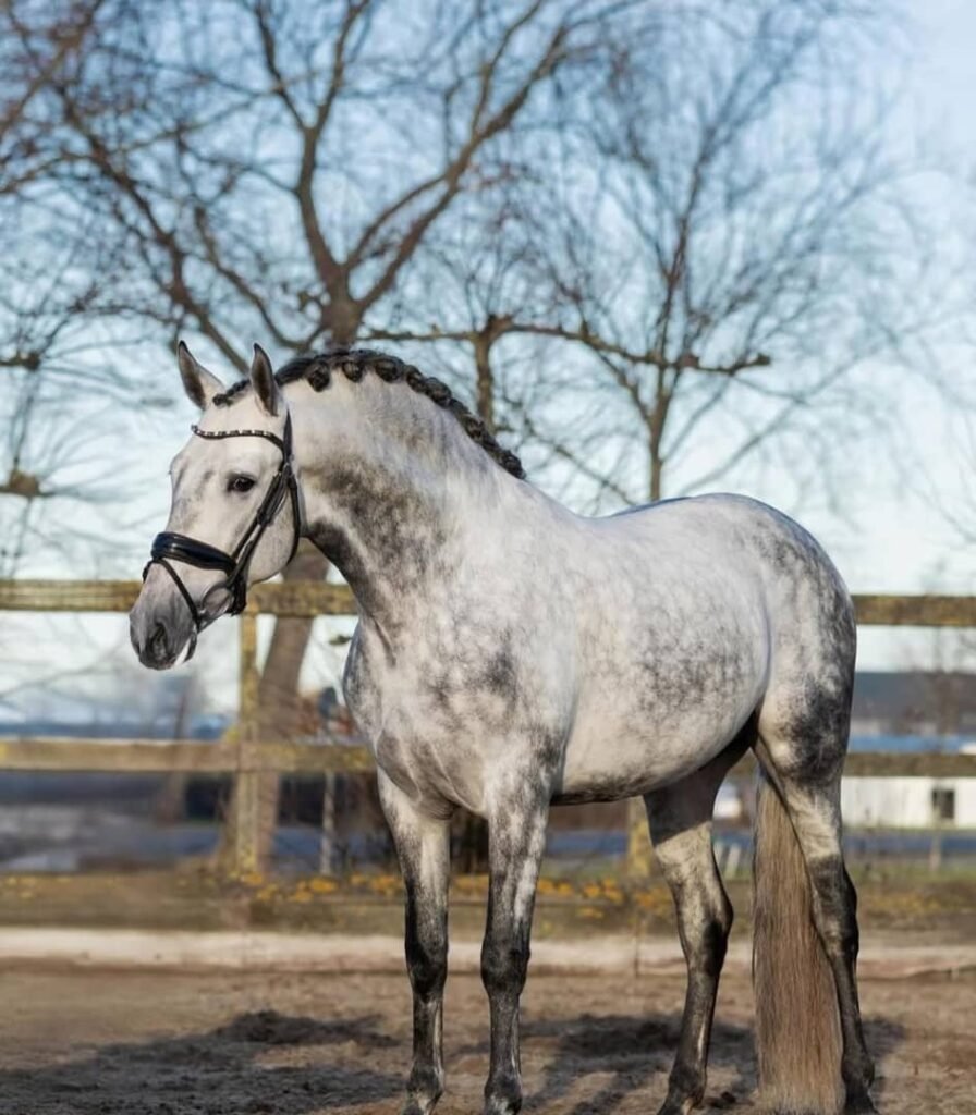 whatsapp image 2026 01 05 at 1.23.40 am (6)