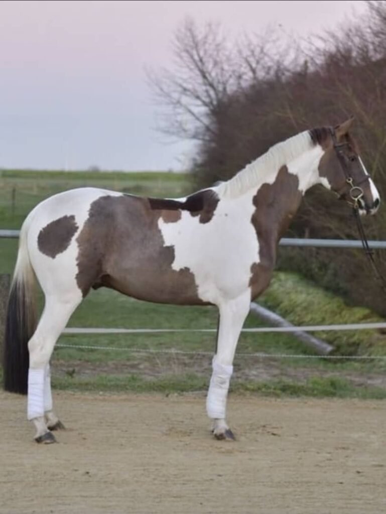 Holsteiner Pferd zu verkaufen