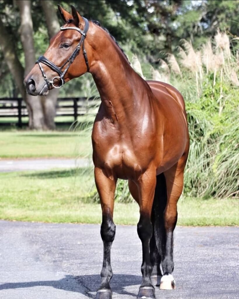 Deutsches Reitpony zu verkaufen