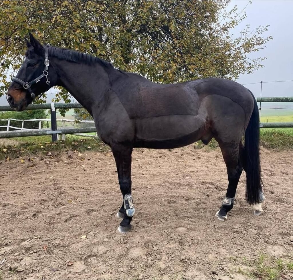 Holsteiner Pferd zu verkaufen
