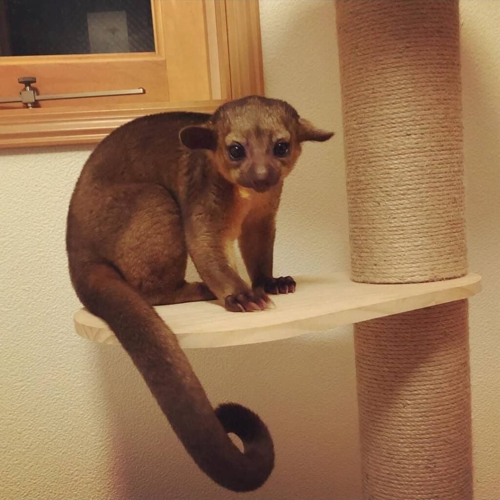 Kinkajou-Affen zu verkaufen